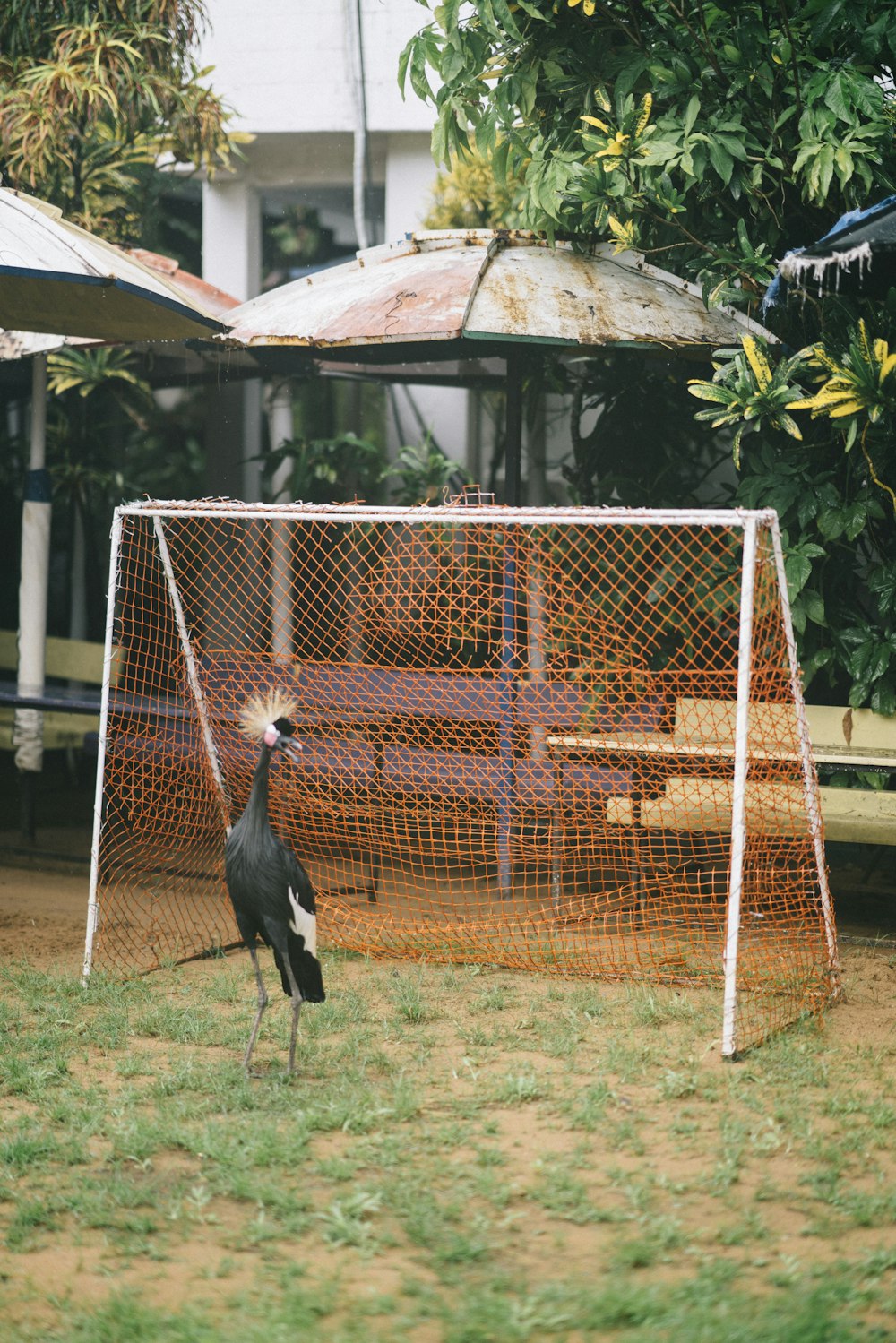 pájaro blanco y negro en la cerca de madera marrón durante el día