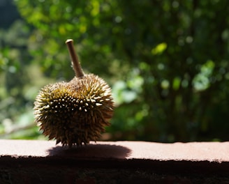 green round fruit on brown concrete surface