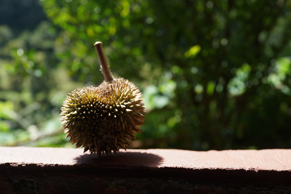 green round fruit on brown concrete surface