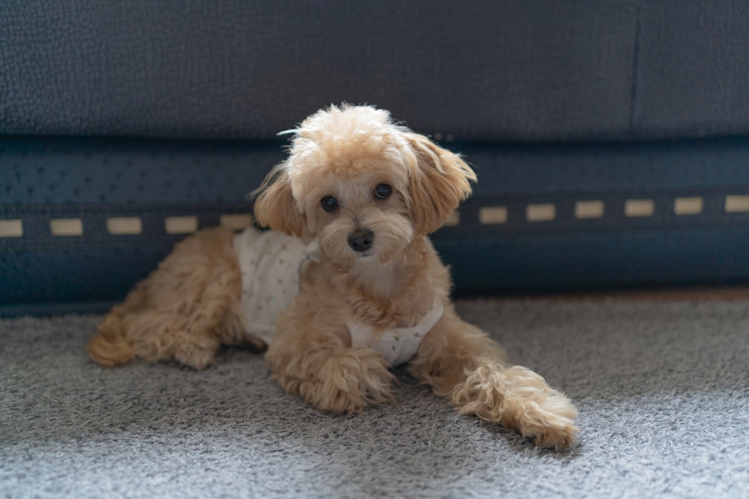 white long coat small dog lying on grey carpet