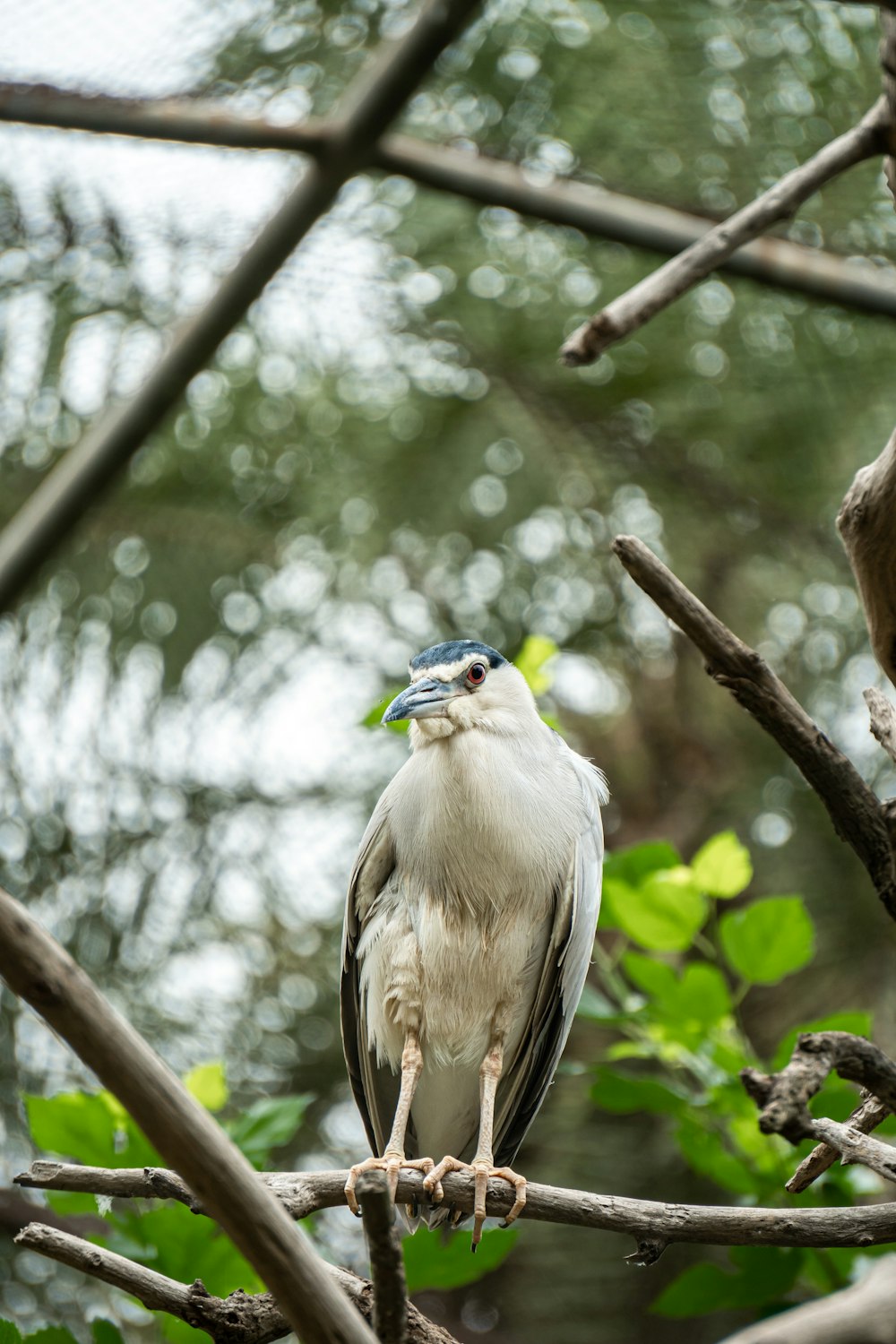 white and brown bird on brown tree branch during daytime