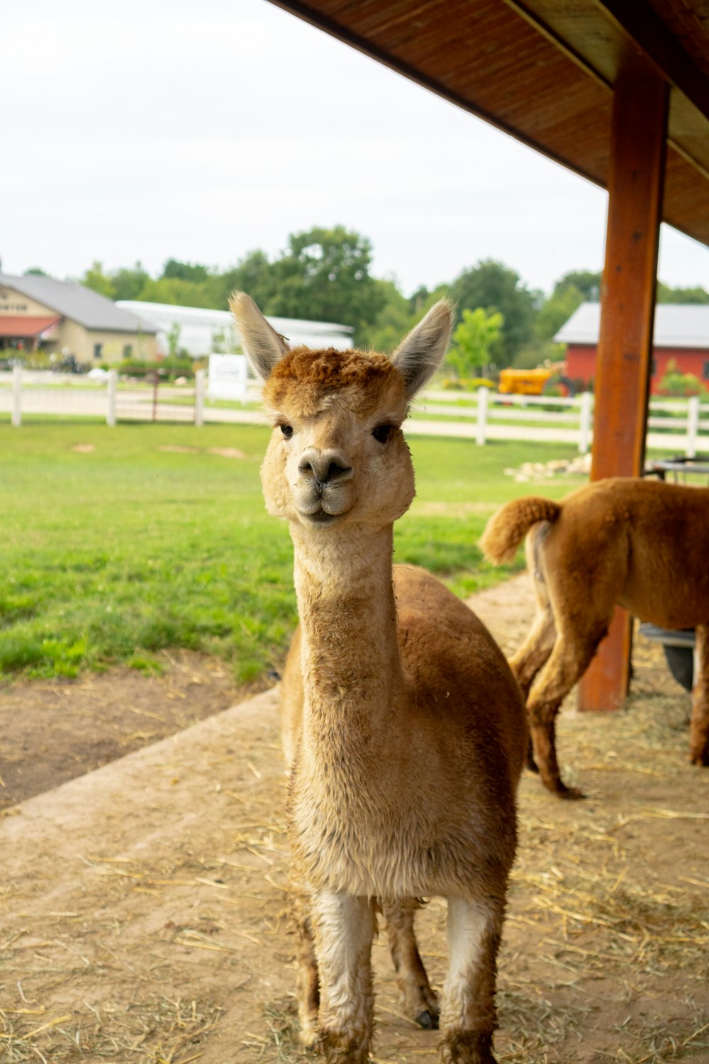 brown and white llama on green grass field during daytime