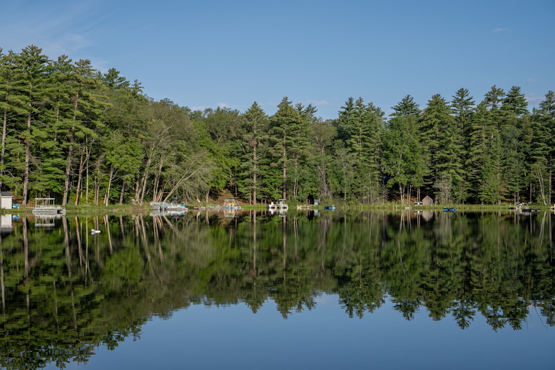 green trees beside lake during daytime