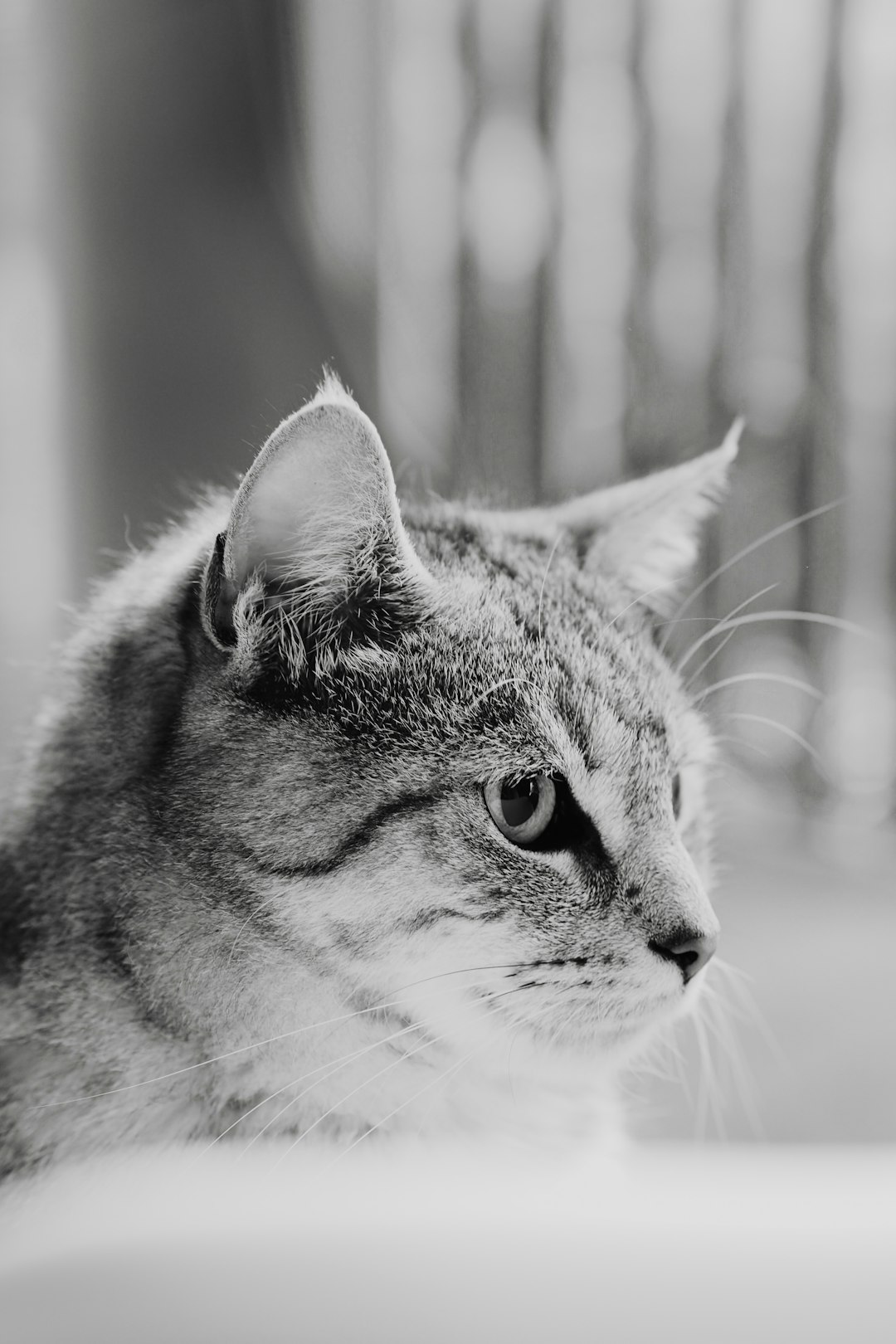 silver tabby cat in grayscale photography