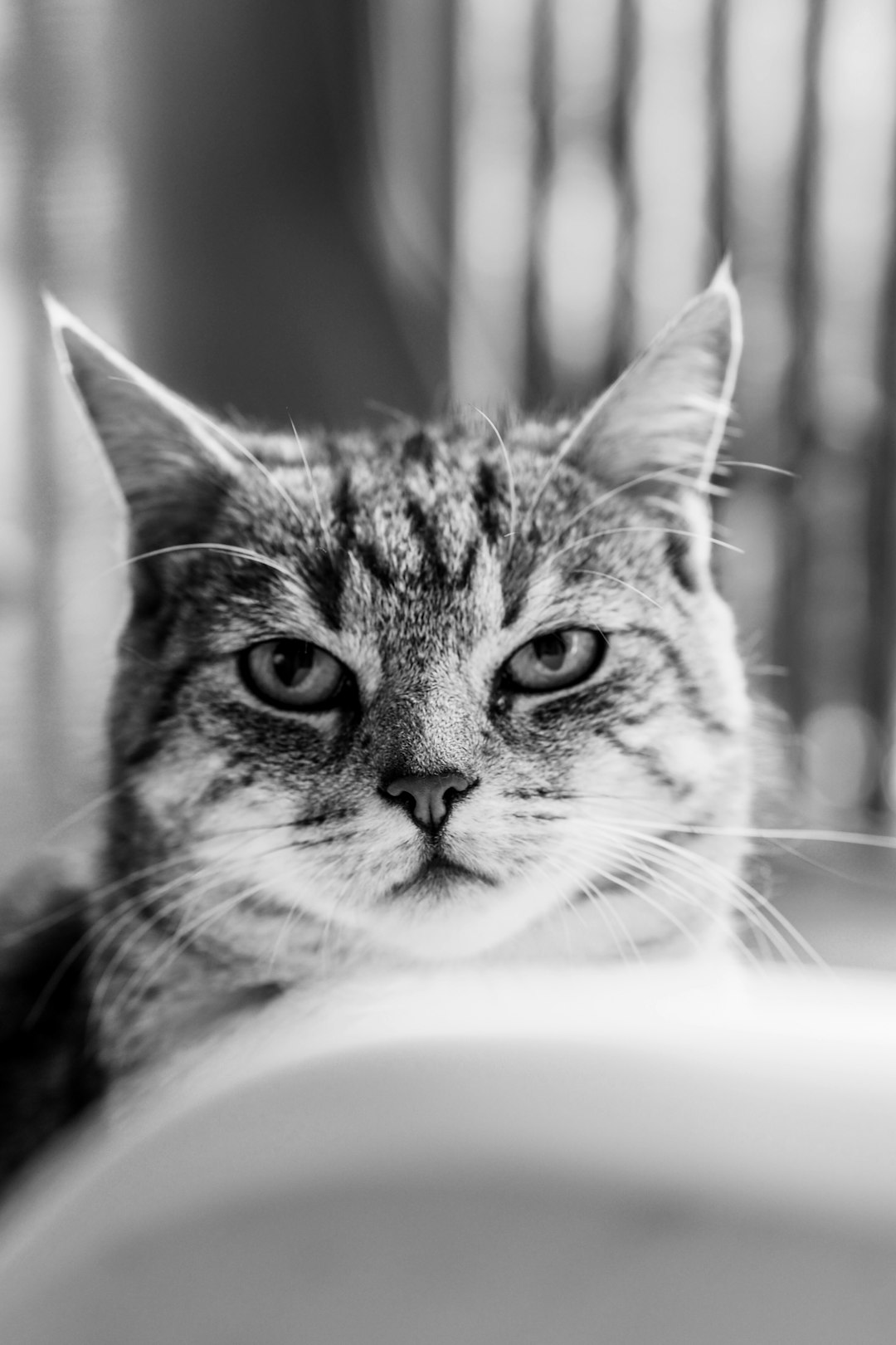 grayscale photo of tabby cat