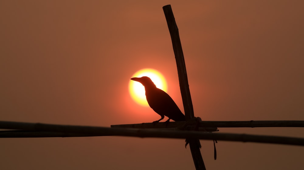 Silueta de pájaro en palo de madera marrón durante la puesta del sol