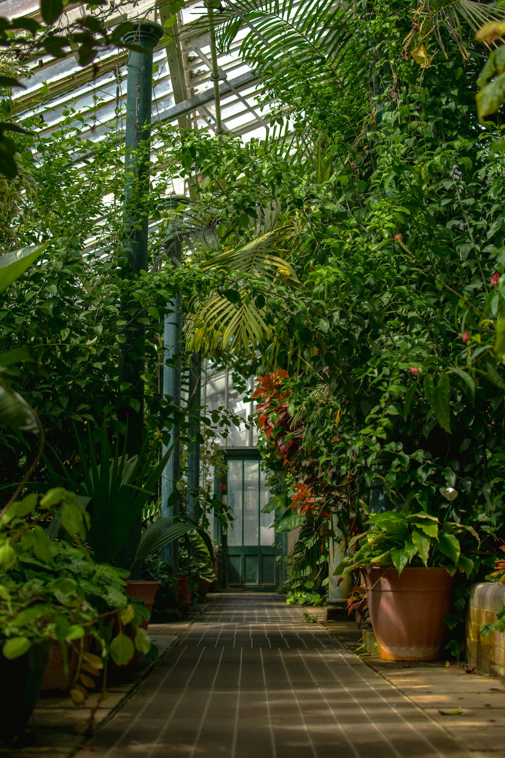 green banana trees and plants