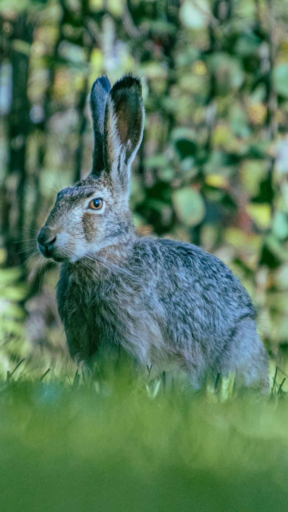 Graues Kaninchen auf grünem Gras tagsüber