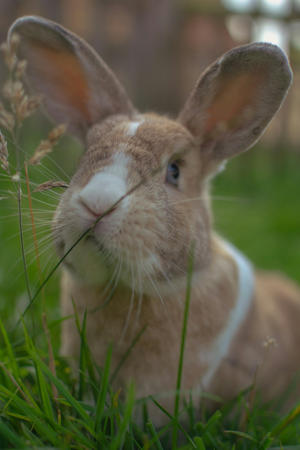 brown and white rabbit on green grass during daytime