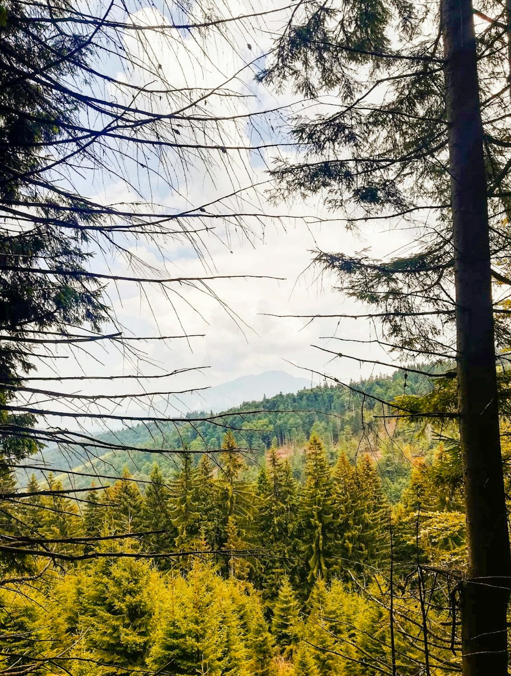 green trees under white sky during daytime