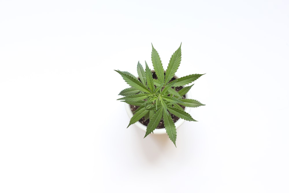 green plant on white background