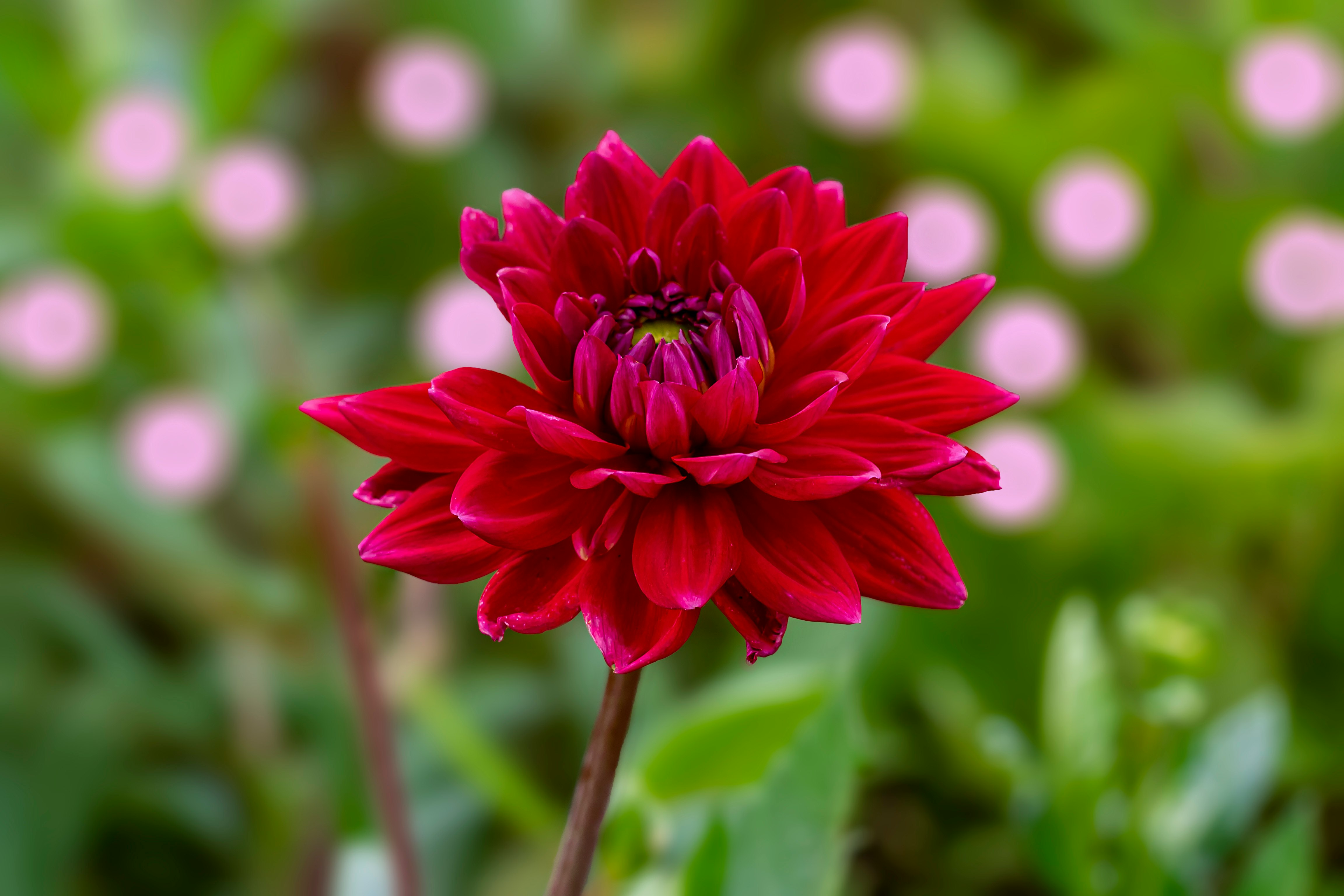 pink flower in tilt shift lens