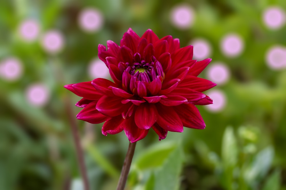 pink flower in tilt shift lens