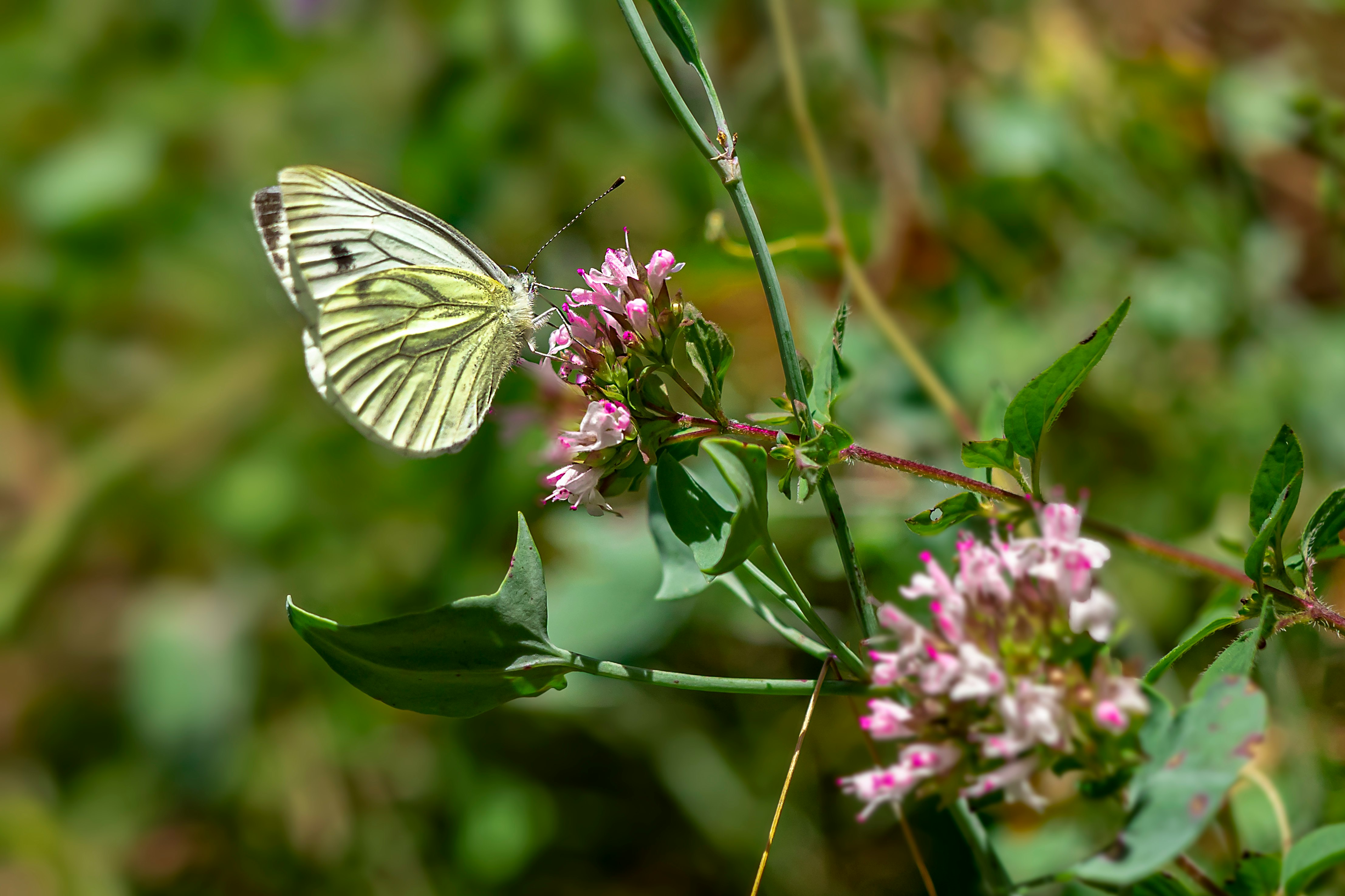 white and black butterfly perched on purple flower in close up photography during daytime