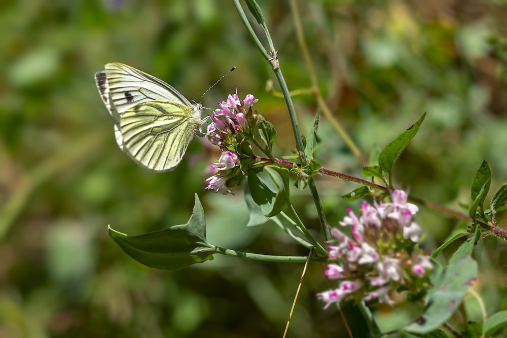 white and black butterfly perched on purple flower in close up photography during daytime