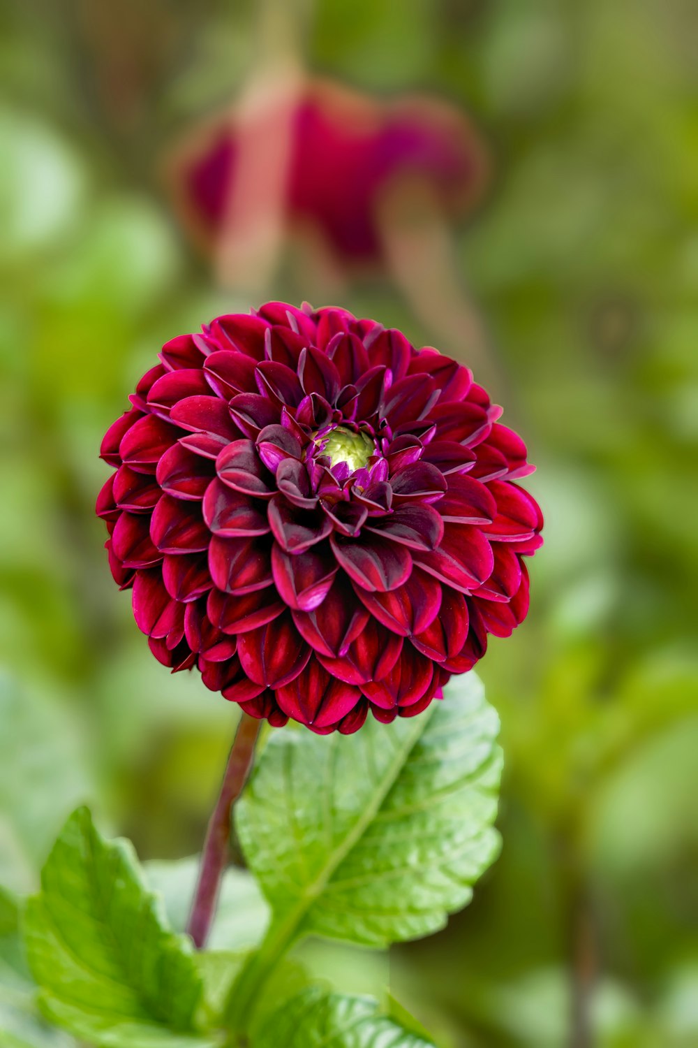 red flower in tilt shift lens