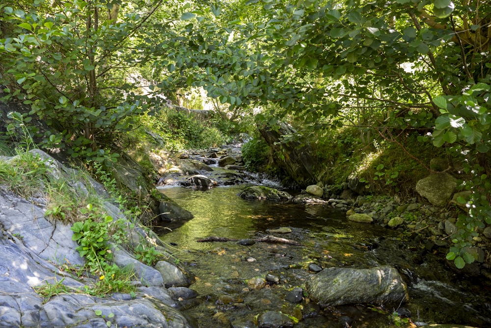 Arbres verts et rivière pendant la journée