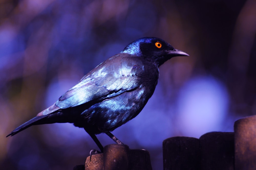 black and white bird on brown wooden fence