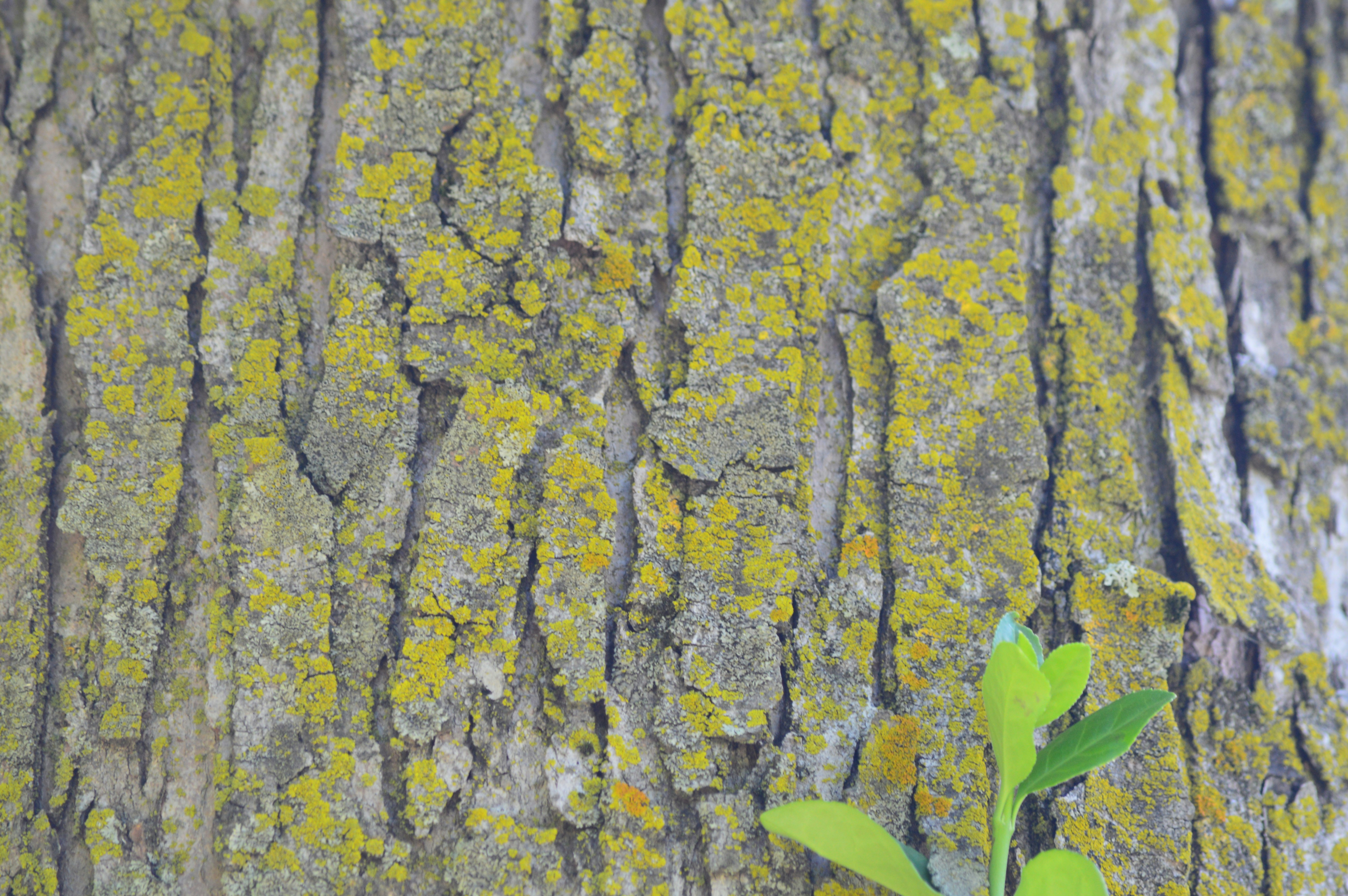 Photo by who_is_trent