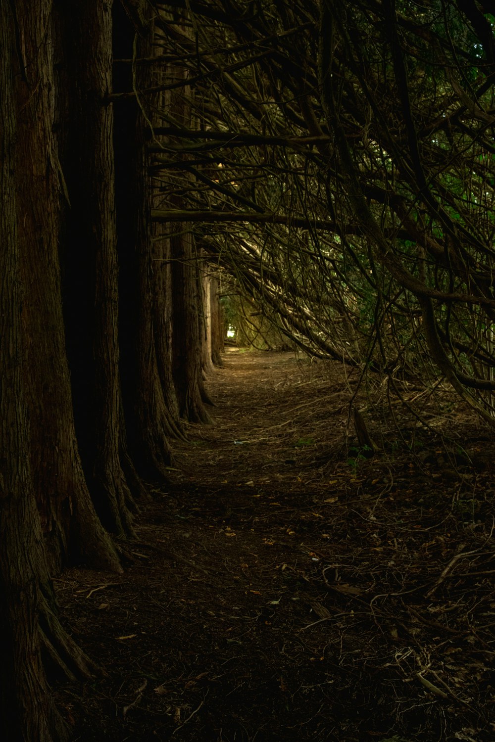 brown trees on brown soil