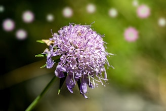 purple flower in macro lens