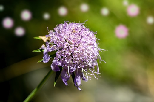 purple flower in macro lens