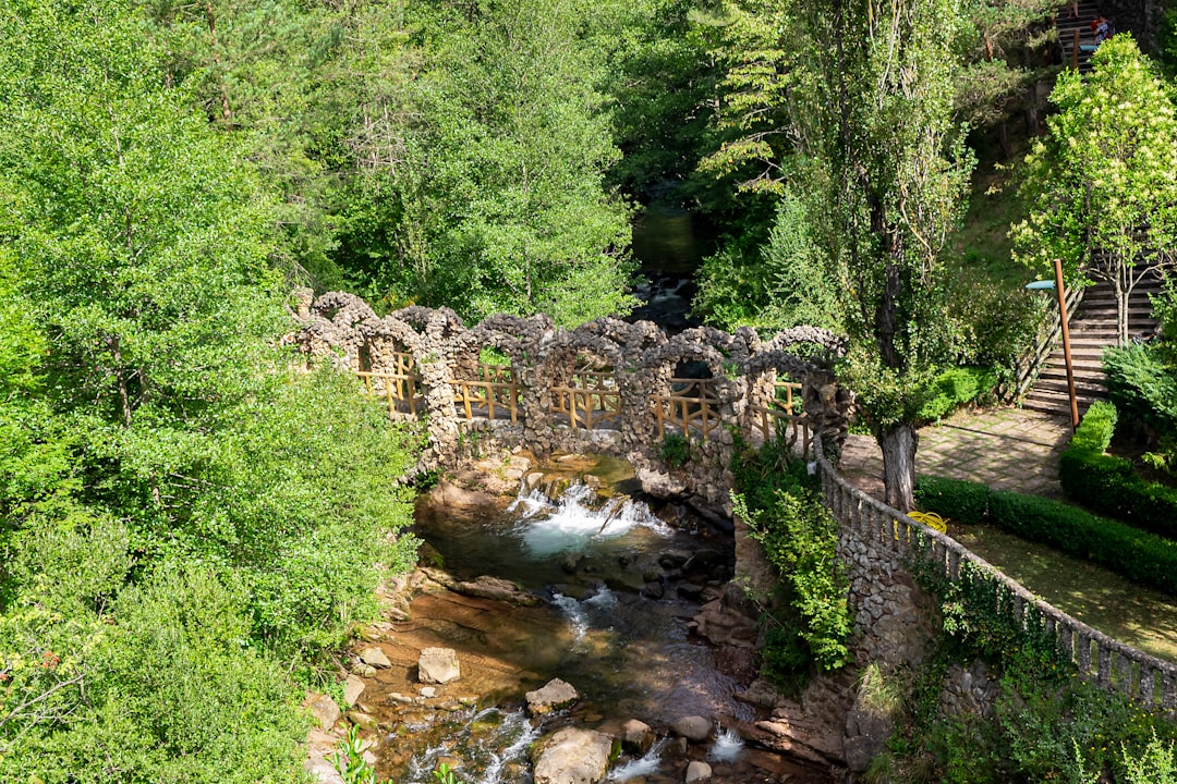 green trees beside river during daytime