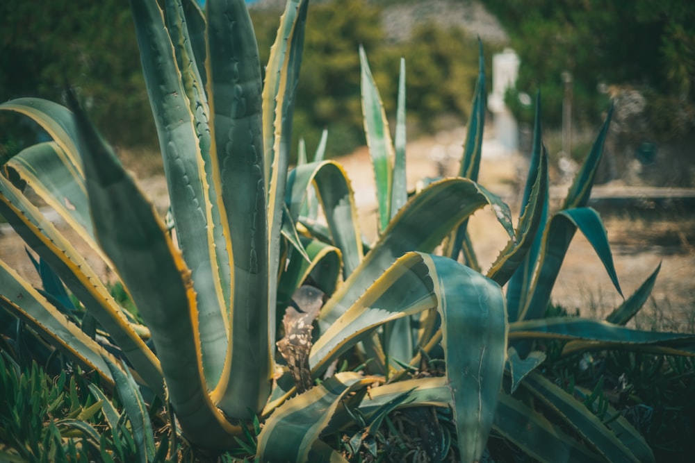 green and yellow corn plant