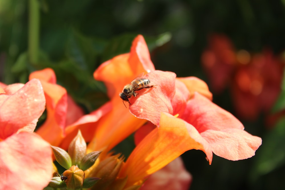 black and yellow bee on red flower