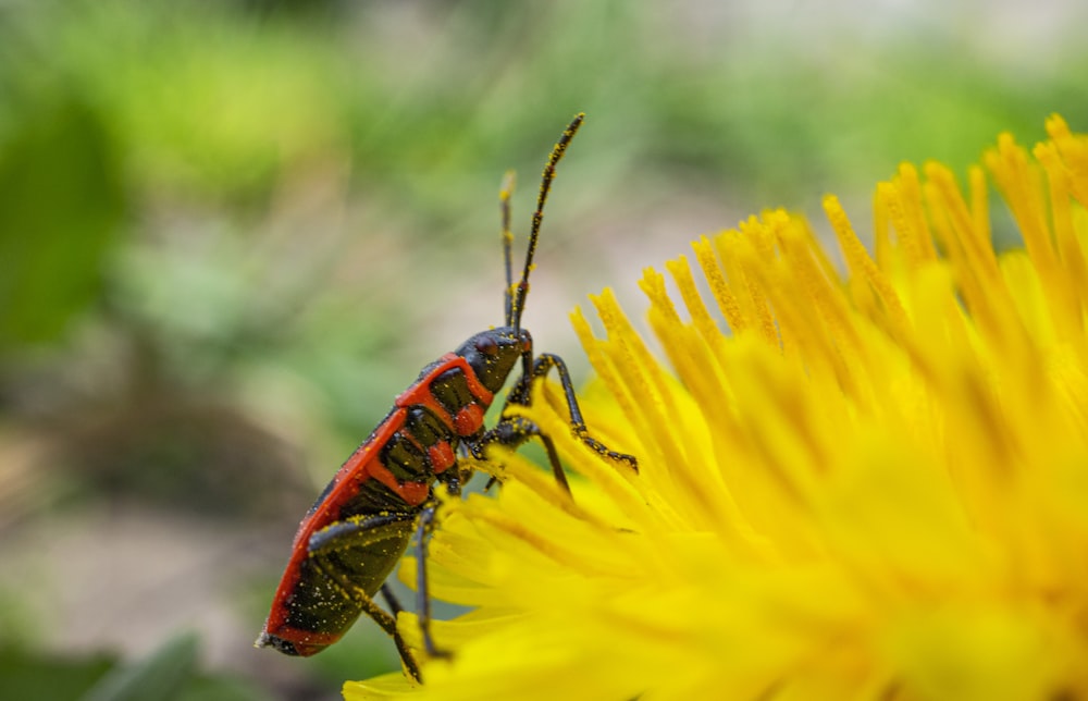 red and black bug on yellow flower