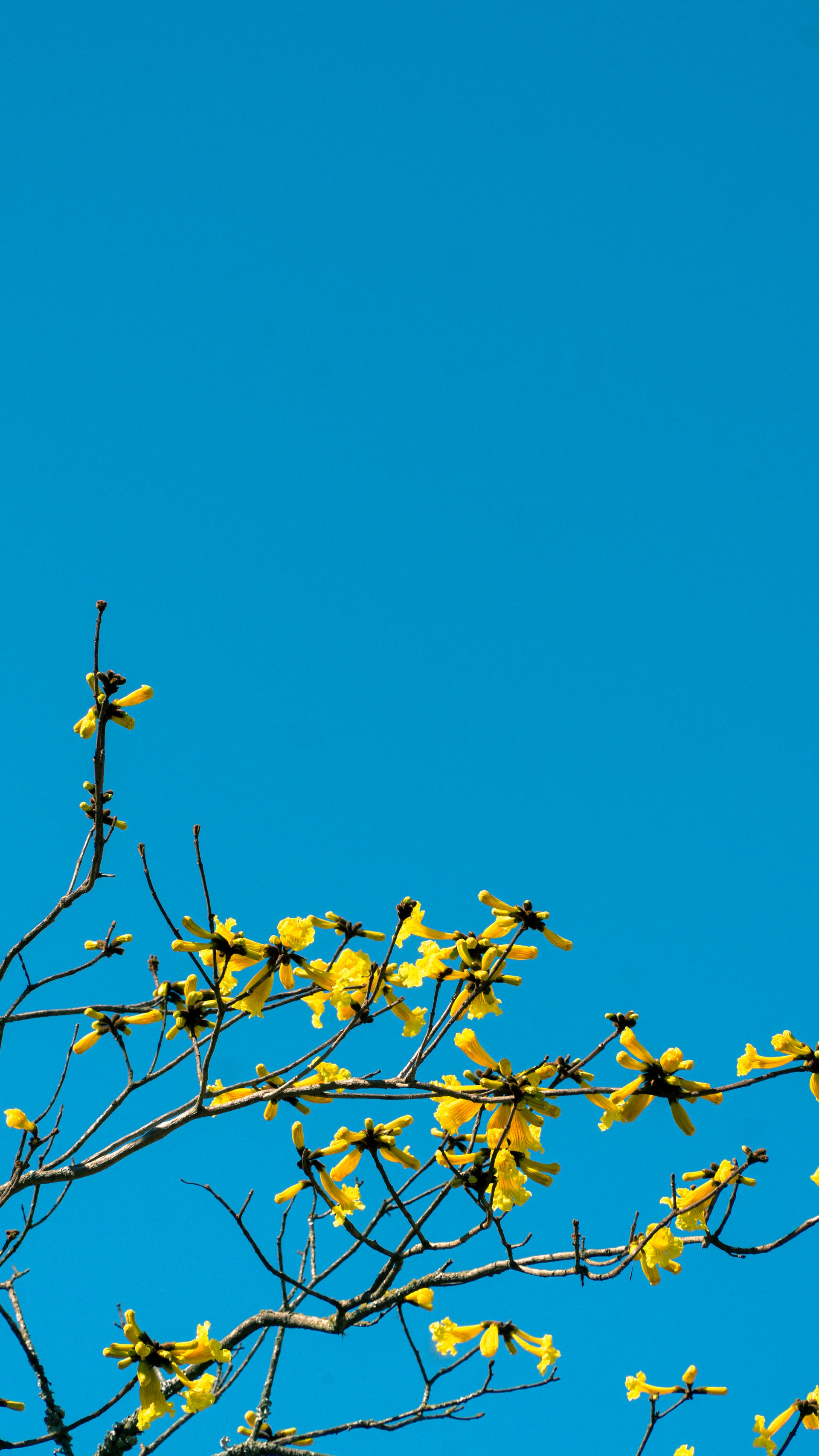 yellow flowers on brown tree branch under blue sky during daytime