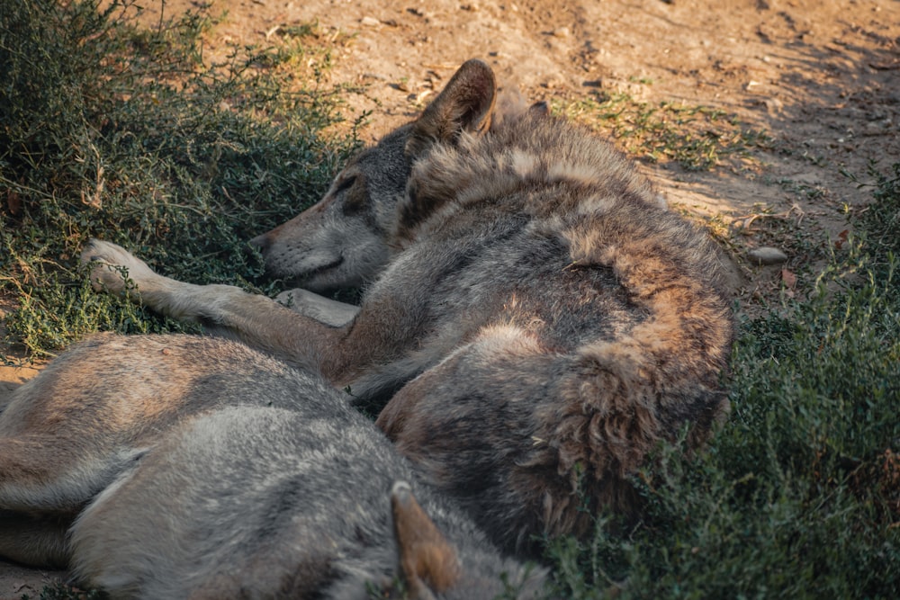 brown and black wolf lying on ground during daytime