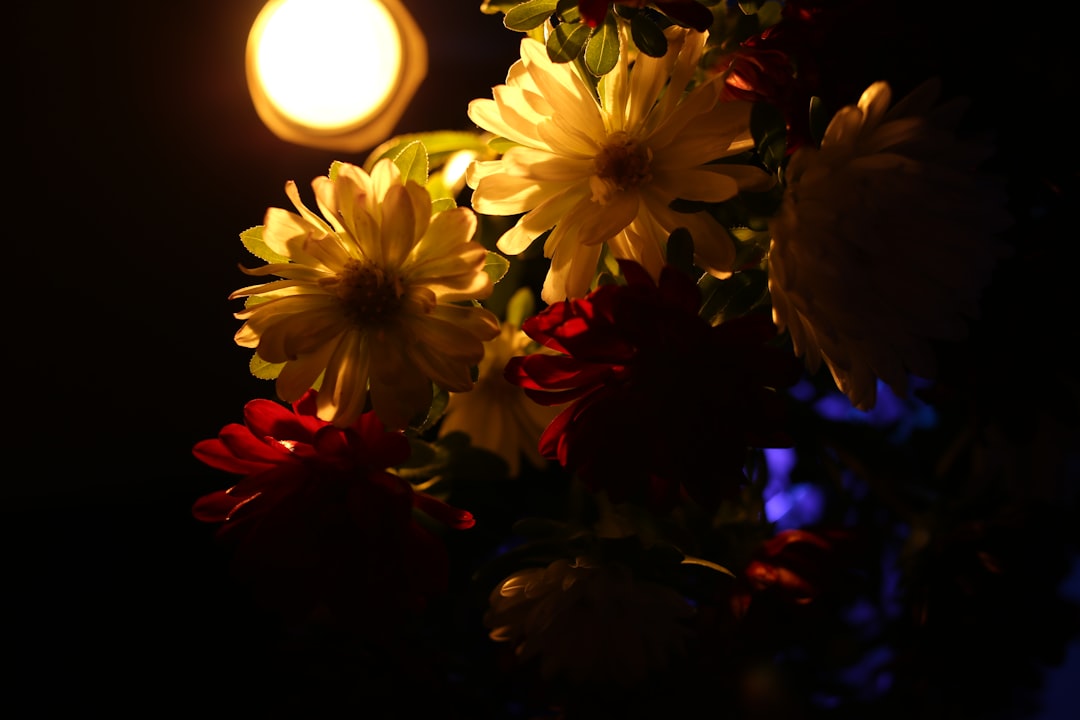 yellow and red flower with yellow light