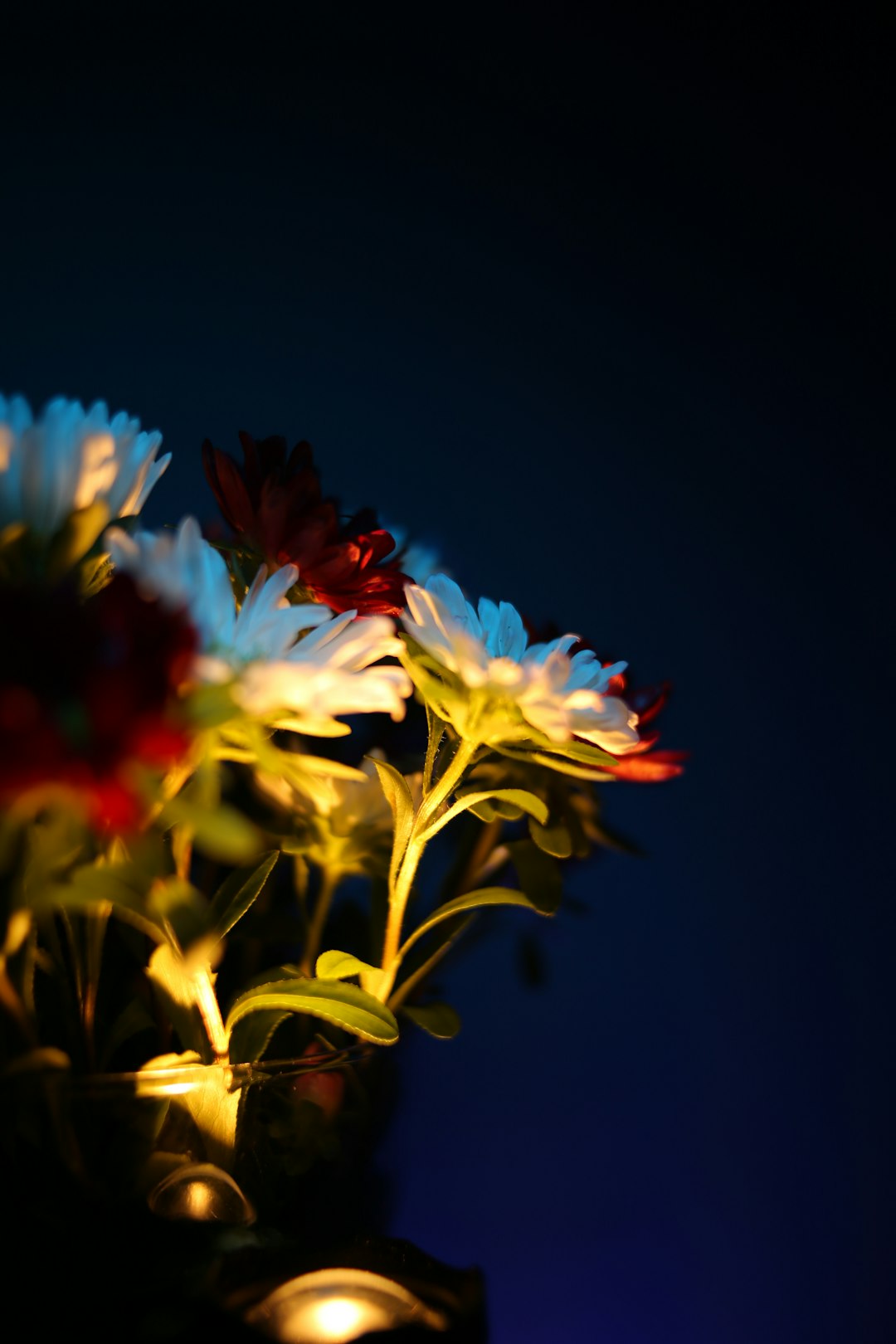 yellow and red flower in black background