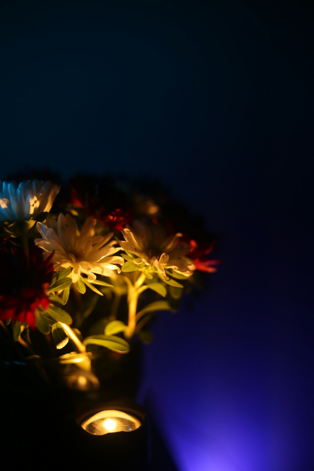 yellow and red flower in black background