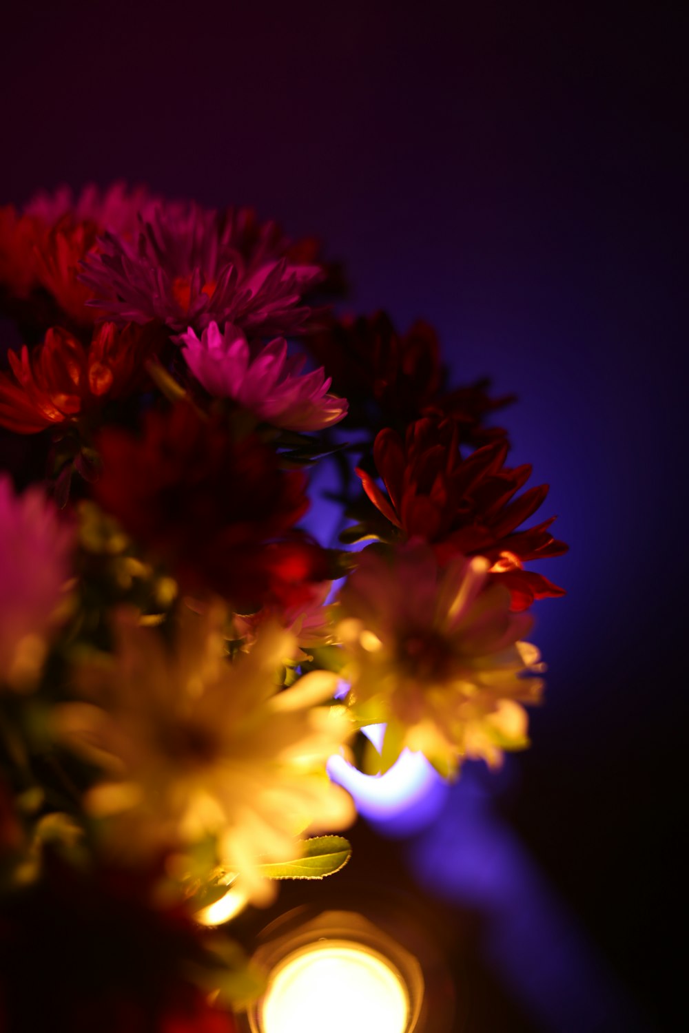 Flor amarilla y roja en fotografía de primer plano