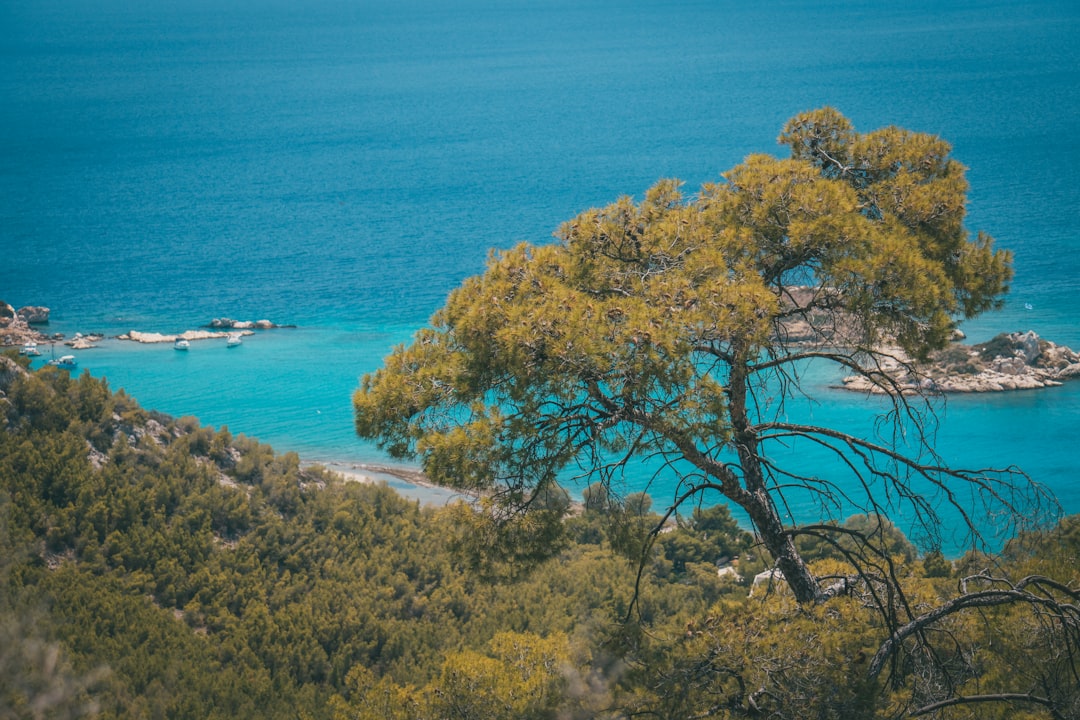 green trees near blue sea during daytime