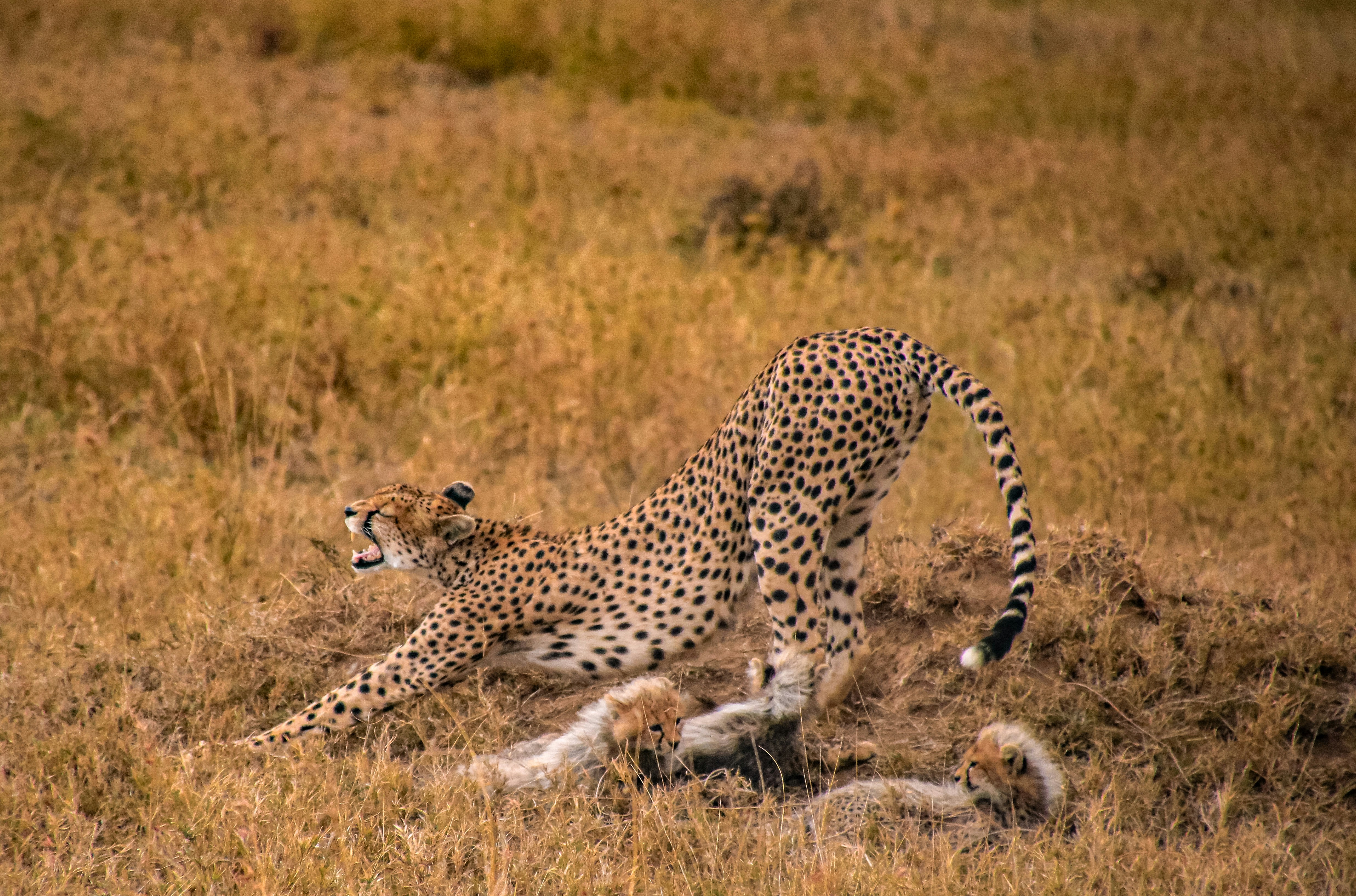 Cheetah’s Dash: Speed and Sacrifice (image credits: unsplash)
