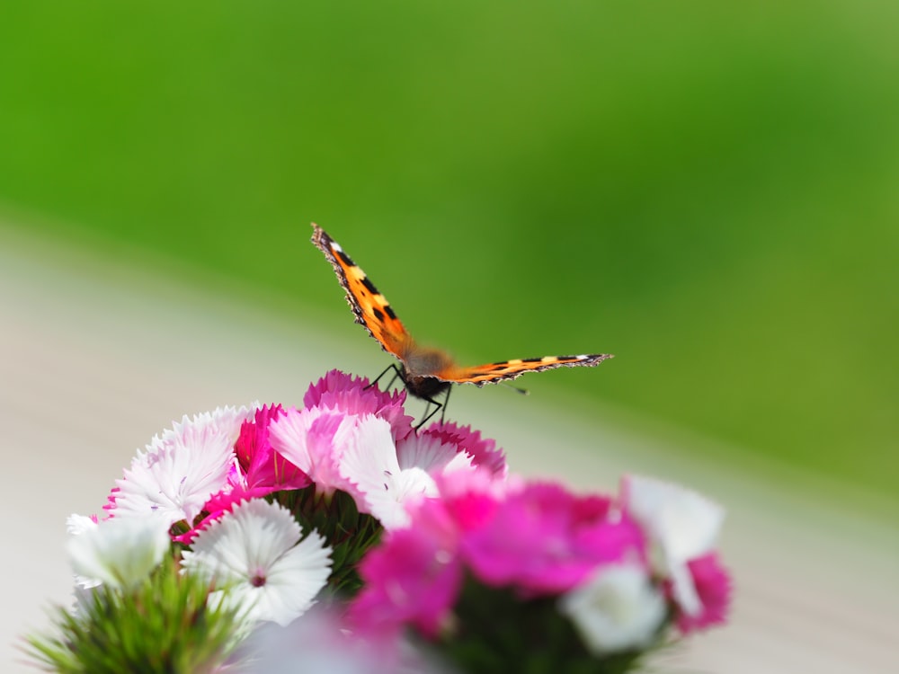 mariposa marrón y negra en flor púrpura