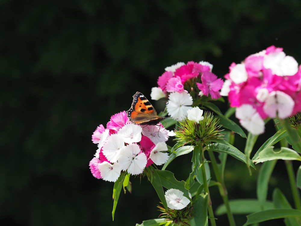 mariposa marrón, negra y naranja posada en flor rosa