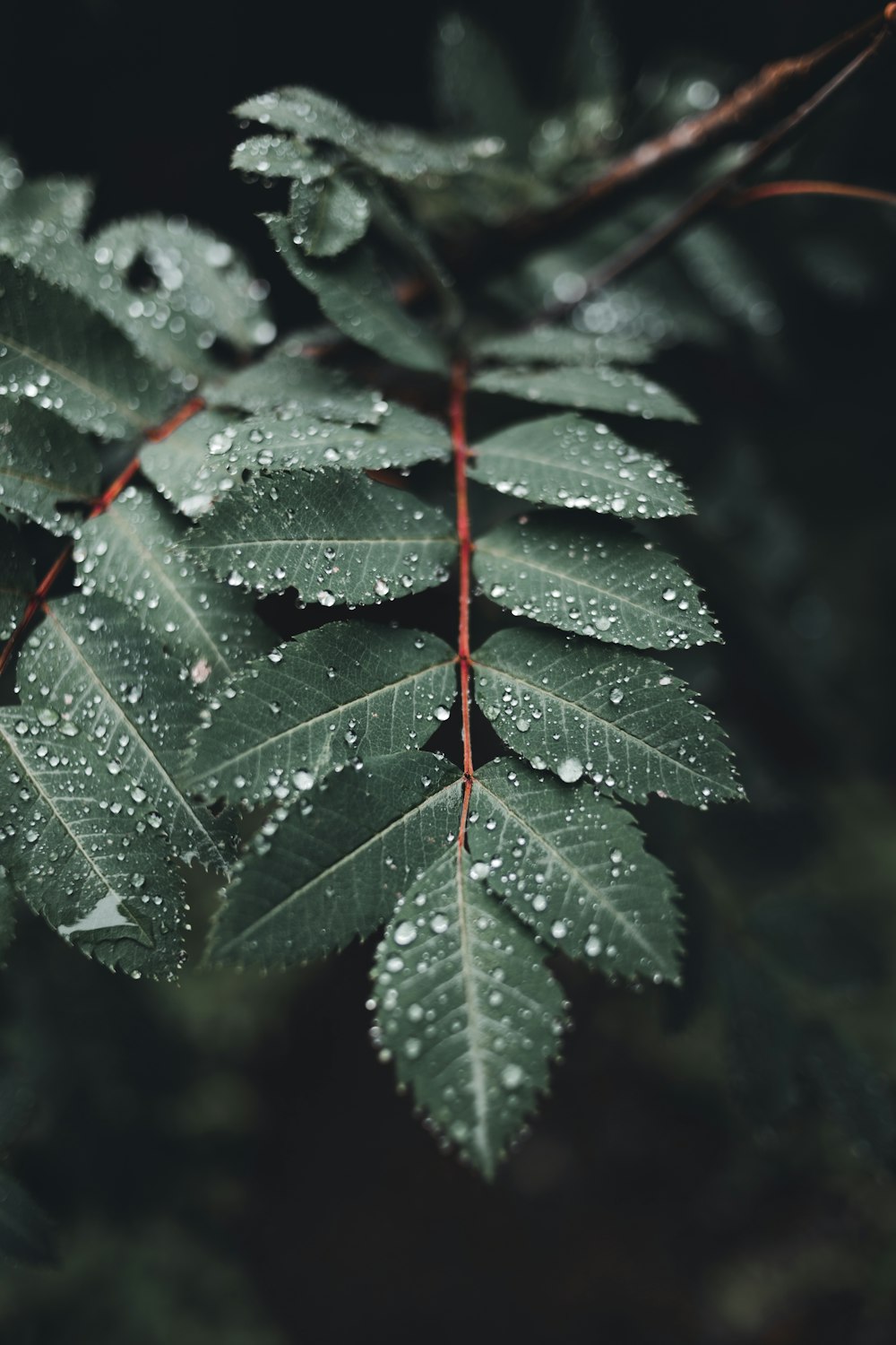 green leaf with water droplets