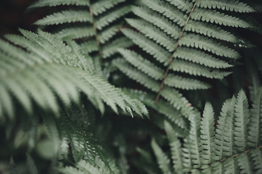 green fern plant in close up photography