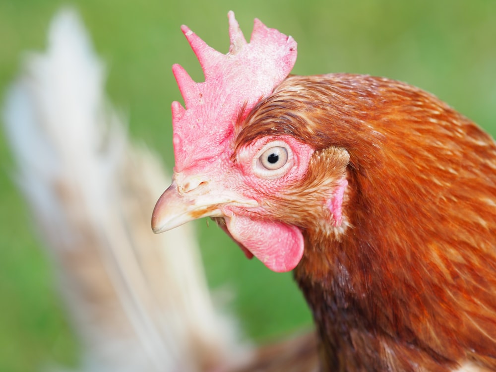 tête de poulet brune et blanche