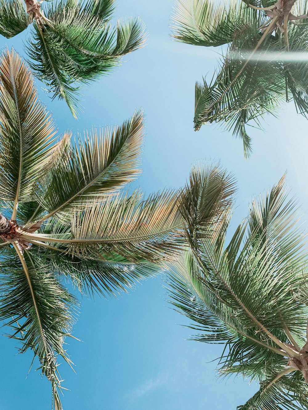 Palmera verde bajo el cielo azul durante el día