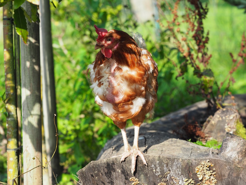 brown and white chicken on gray concrete