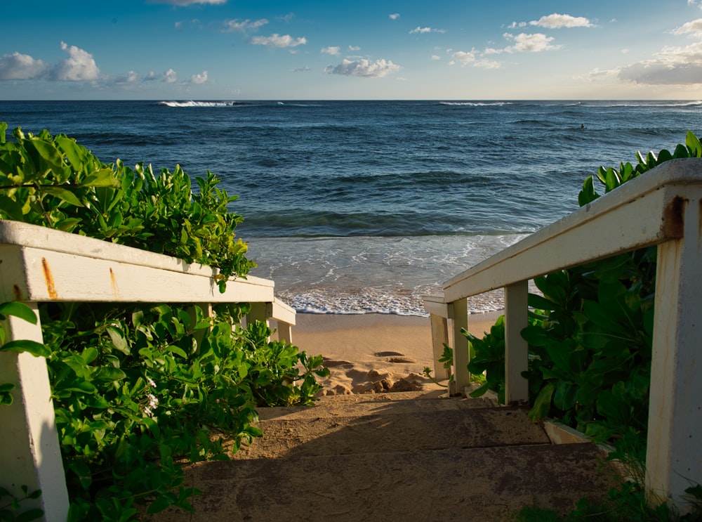 green plants on seashore during daytime