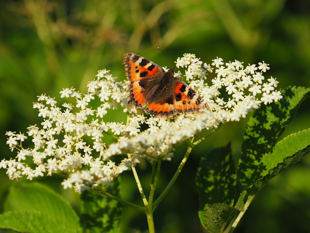 peacock butterfly perched on white flower during daytime