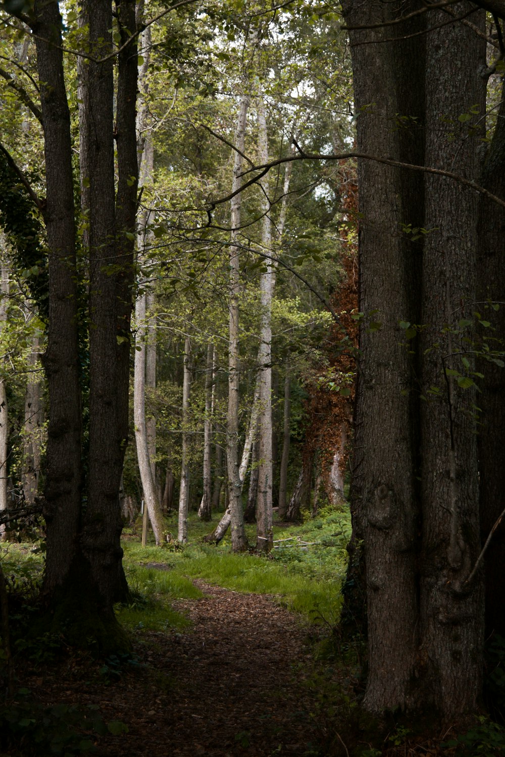 green grass and brown trees