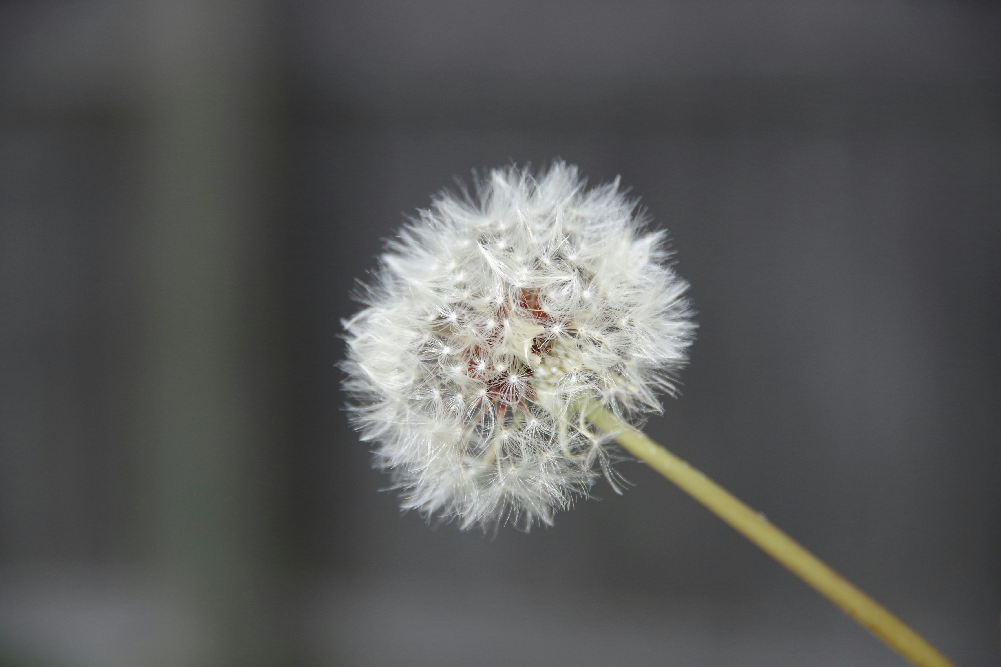 white dandelion in close up photography