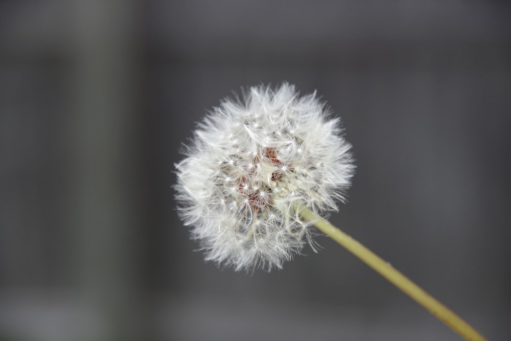 white dandelion in close up photography